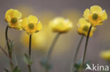 Arctic Buttercup (Catha palustris Flabellifolia)