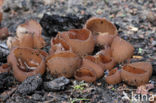 Dadelbruine brandplekbekerzwam (Peziza petersii)