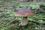 Denne-eekhoorntjesbrood (Boletus pinophilus)