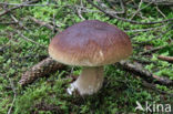 Denne-eekhoorntjesbrood (Boletus pinophilus)