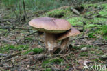 Denne-eekhoorntjesbrood (Boletus pinophilus)