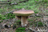 Denne-eekhoorntjesbrood (Boletus pinophilus)