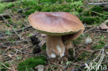 Denne-eekhoorntjesbrood (Boletus pinophilus)