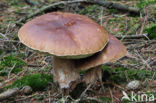 Denne-eekhoorntjesbrood (Boletus pinophilus)