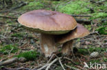 Denne-eekhoorntjesbrood (Boletus pinophilus)