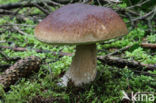 Boletus pinophilus