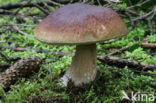 Denne-eekhoorntjesbrood (Boletus pinophilus)