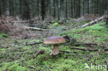 Denne-eekhoorntjesbrood (Boletus pinophilus)