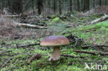 Denne-eekhoorntjesbrood (Boletus pinophilus)