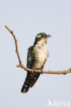 Dideric Cuckoo (Chrysococcyx caprius)