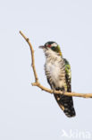 Dideric Cuckoo (Chrysococcyx caprius)