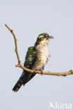 Dideric Cuckoo (Chrysococcyx caprius)