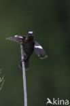 Grosbeak Weaver (Amblyospiza albifrons)