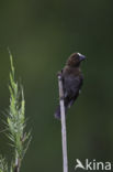 Grosbeak Weaver (Amblyospiza albifrons)