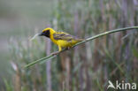 Village Weaver (Ploceus cucullatus)