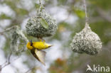 Village Weaver (Ploceus cucullatus)