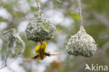 Village Weaver (Ploceus cucullatus)