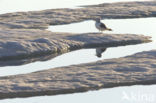 Black-legged Kittiwake (Rissa tridactyla)