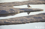 Black-legged Kittiwake (Rissa tridactyla)