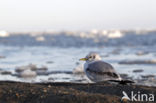 Black-legged Kittiwake (Rissa tridactyla)