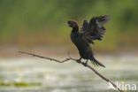 Dwergaalscholver (Phalacrocorax pygmeus)