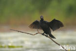 Dwergaalscholver (Phalacrocorax pygmeus)