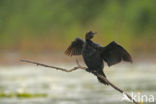 Dwergaalscholver (Phalacrocorax pygmeus)