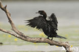 Pygmy Cormorant (Phalacrocorax pygmeus)