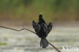 Pygmy Cormorant (Phalacrocorax pygmeus)