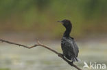 Dwergaalscholver (Phalacrocorax pygmeus)