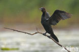 Dwergaalscholver (Phalacrocorax pygmeus)