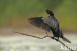 Pygmy Cormorant (Phalacrocorax pygmeus)