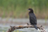 Dwergaalscholver (Phalacrocorax pygmeus)