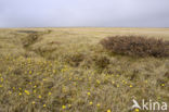 dwarf willow (Salix spec)