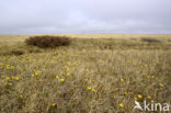 dwarf willow (Salix spec)