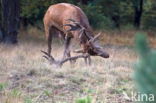 Red Deer (Cervus elaphus)