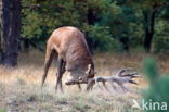 Edelhert (Cervus elaphus)