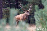 Edelhert (Cervus elaphus)