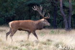 Edelhert (Cervus elaphus)