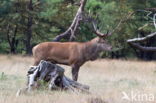 Edelhert (Cervus elaphus)