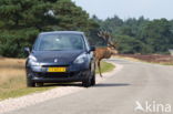 Red Deer (Cervus elaphus)