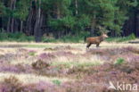 Edelhert (Cervus elaphus)