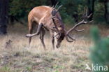 Edelhert (Cervus elaphus)