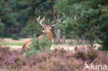 Red Deer (Cervus elaphus)