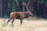 Edelhert (Cervus elaphus)