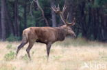 Edelhert (Cervus elaphus)