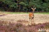 Edelhert (Cervus elaphus)