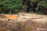 Red Deer (Cervus elaphus)