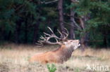 Red Deer (Cervus elaphus)