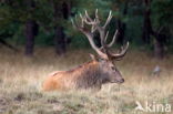 Red Deer (Cervus elaphus)